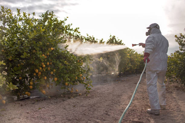 Best Emergency Pest Control  in Holbrook, AZ