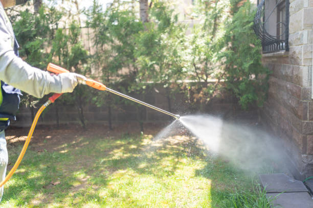 Wasp Removal Services in Holbrook, AZ